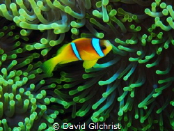 Red Sea Anemonefish ( Amphiprion bicinctus) With its anem... by David Gilchrist 
